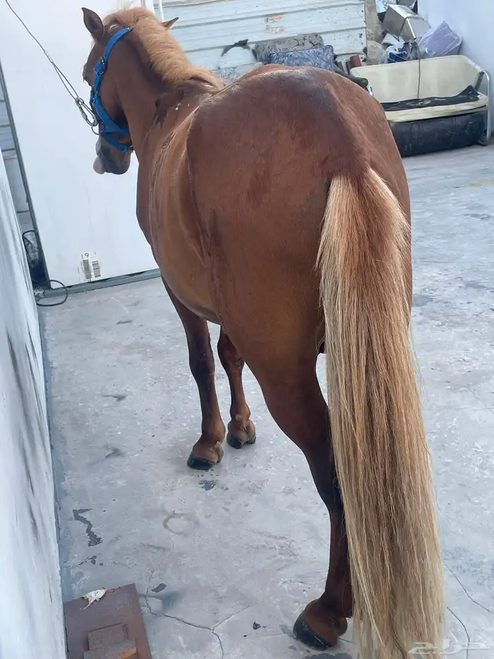 للبيع سيسي العمر 4سنوات 2