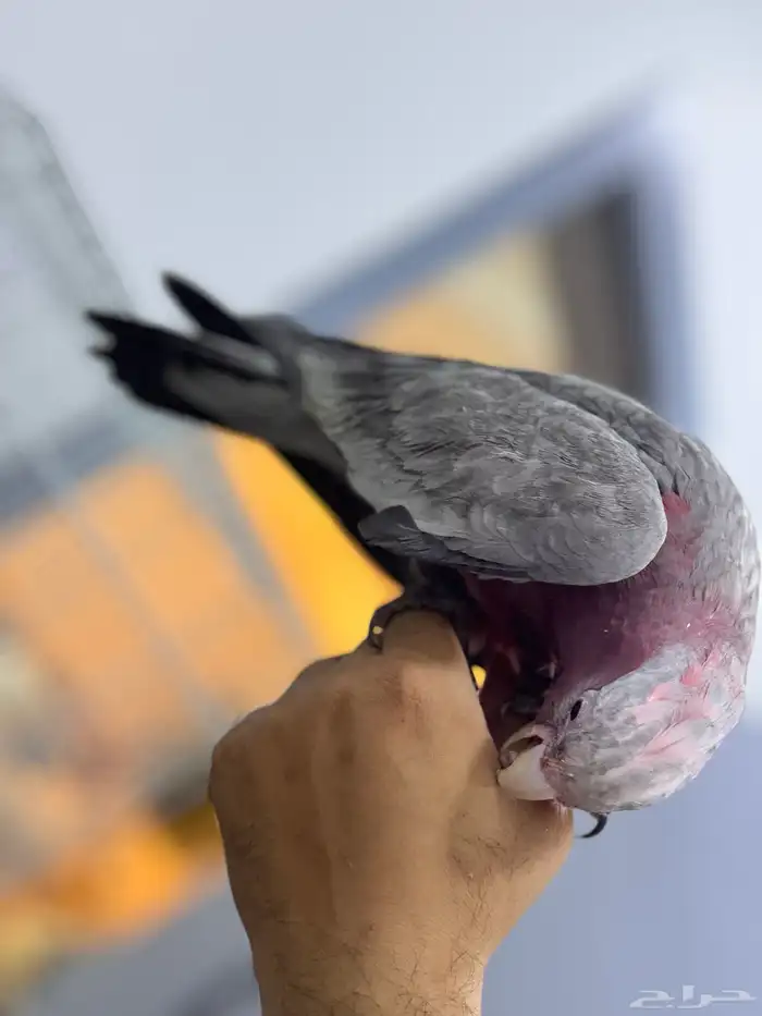 فرخ كوكاتو قالا 6