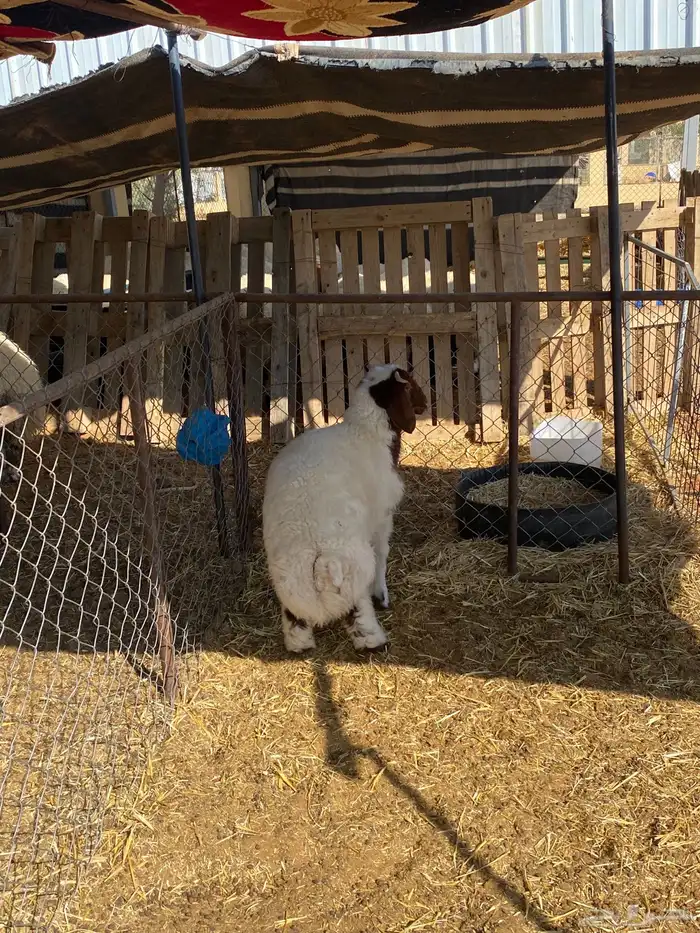 هرفي لبااانني 0