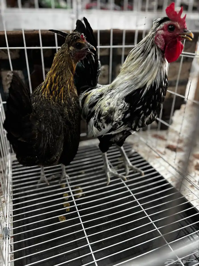 زوج دجاج كويتي من اهل هزاز 3