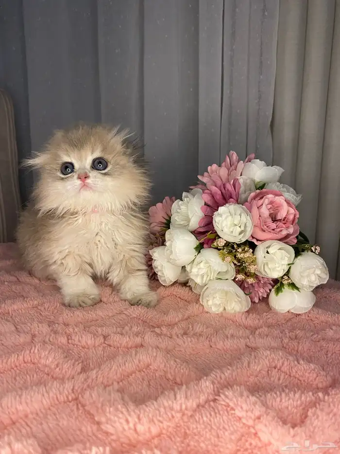 ذكر سكوتش تربل فولد منشكن للبيع مطعم 2