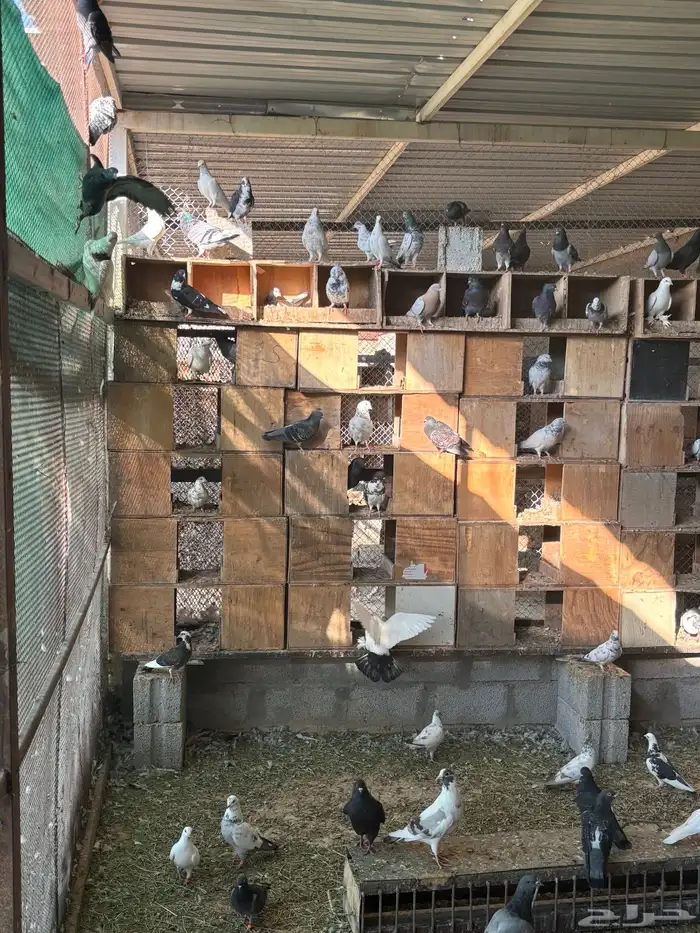 حمام عادي اكثرة فواتح وهندي كلهم عيال بعض 5