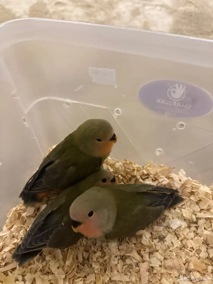 فروخ روز (( تم البيع خارج الموقع )) 1