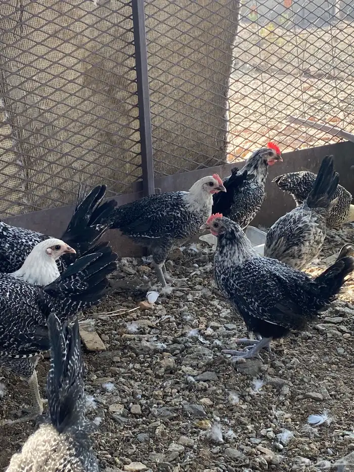 تم البيع الله يباركلك لرعيه 2