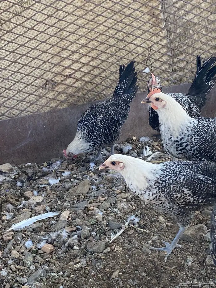 تم البيع الله يباركلك لرعيه 0