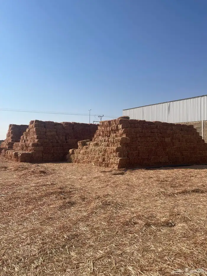 ذرة جيزانيه على 14 3