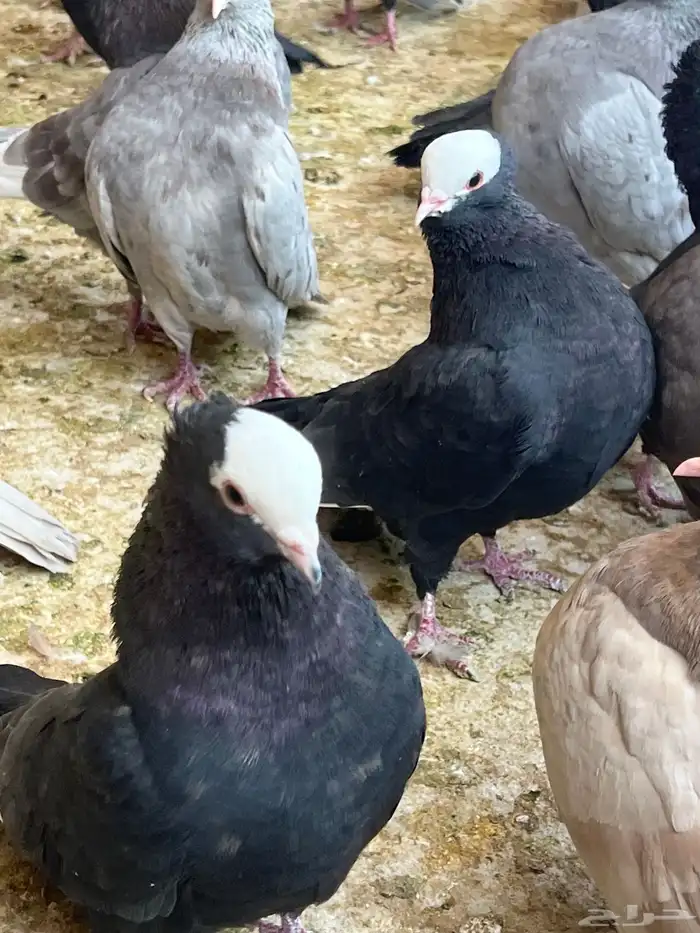 عشه حمام موكا هزاز 8