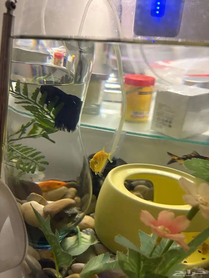 سمك زينه مع الحوض والاكل والمعقم 3