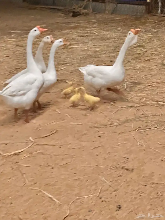 صوص وز روسي بلغاري 0