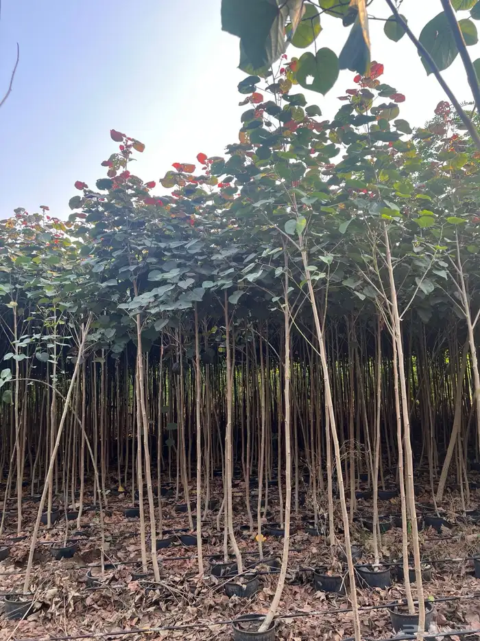 مشتل مؤسسة ميم للتشجير نيم لبخ باركنسونيا اكاسيا 4