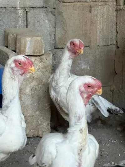 دجاج فارسي حجازي index