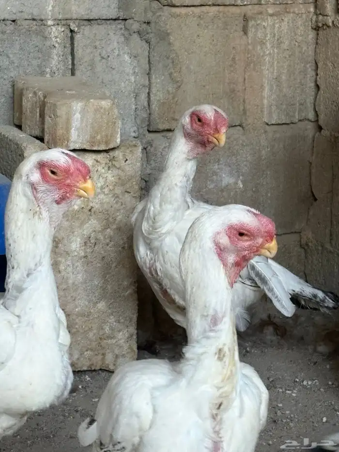 دجاج فارسي حجازي 8