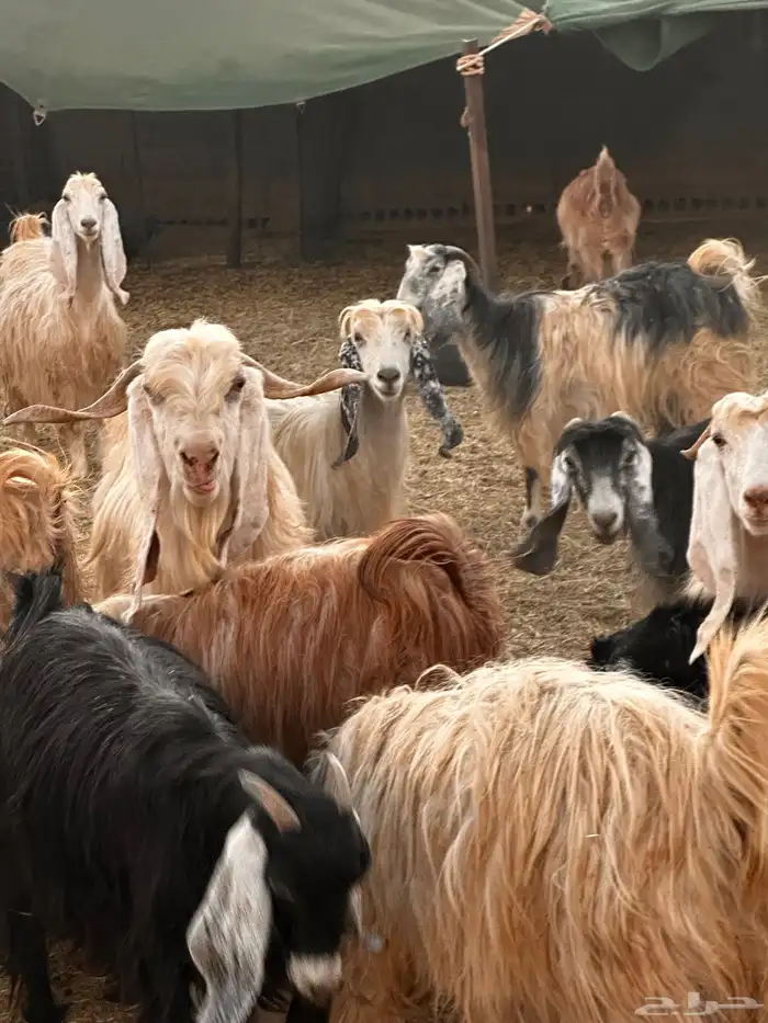 معزاء مراح للبيع 1