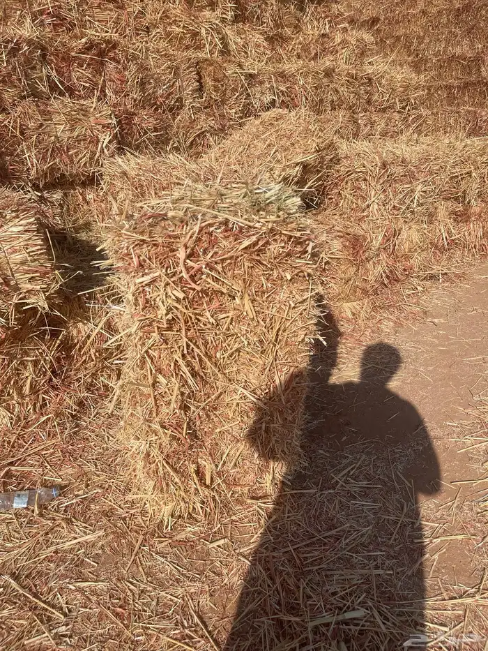 ذرة جيزانيه على 14 0