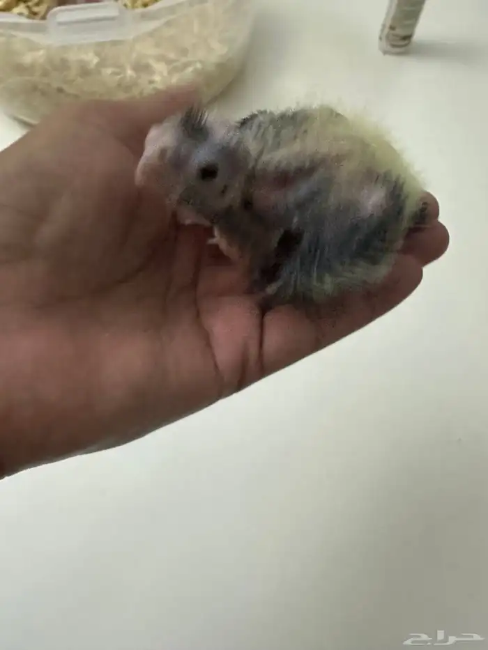 للبيع كروان غر ب 80 تم البيع 6