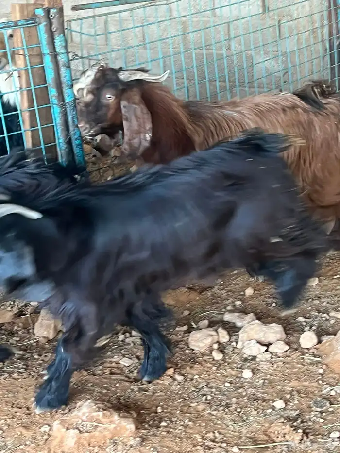 تيوس طيبه للبيع 3