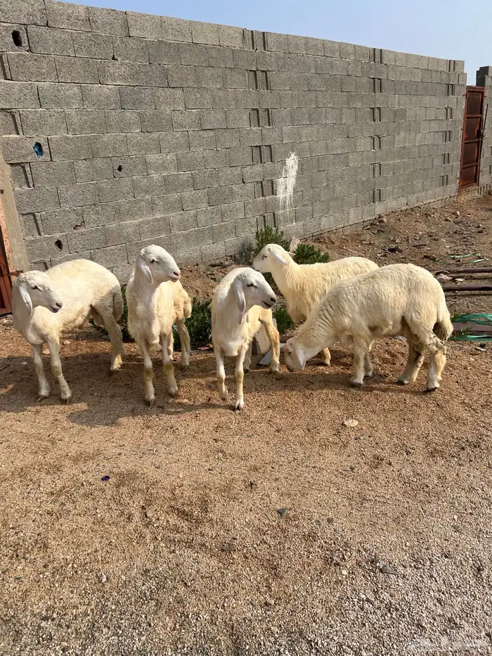 طليان حريه للبيع 4