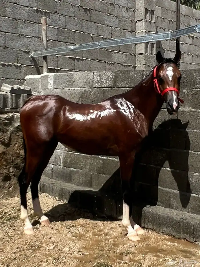 حصان عربي باوراق 2