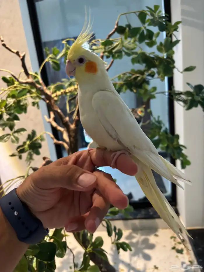 كروان لاتينو 1