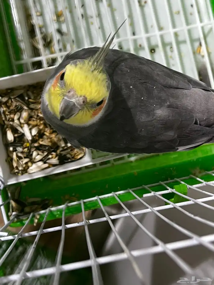 كروان للبيع 1