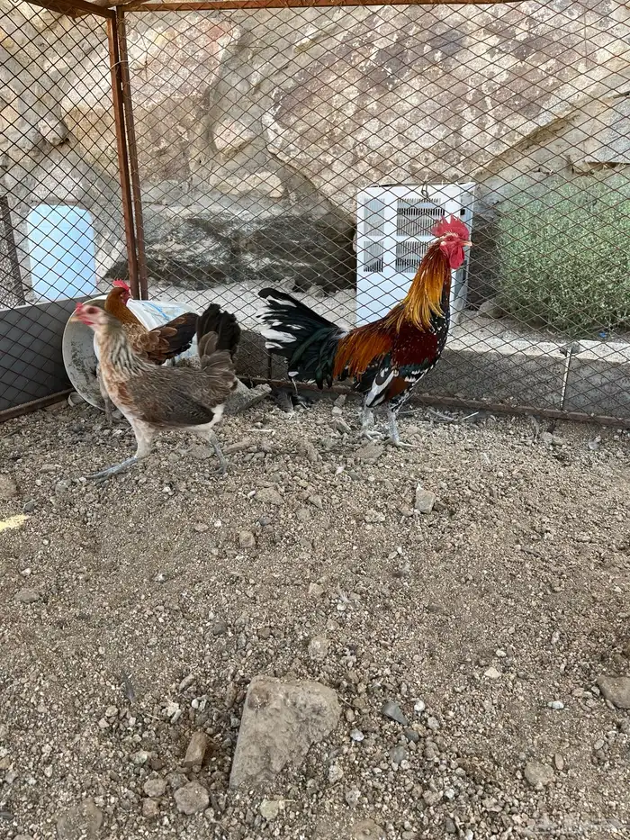 سلام عليكم اعرض لكم في دجاج 6