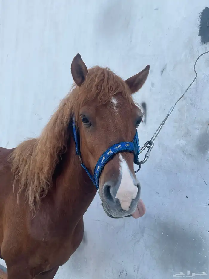 للبيع سيسي العمر 4سنوات 0