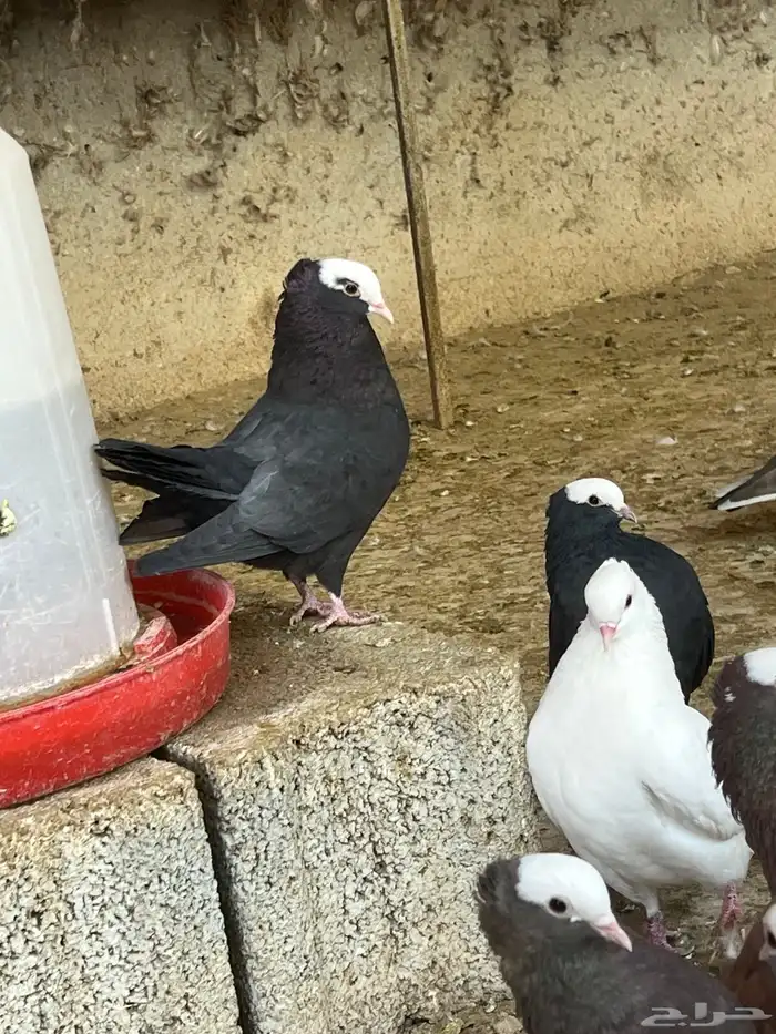 عشه حمام موكا هزاز 3