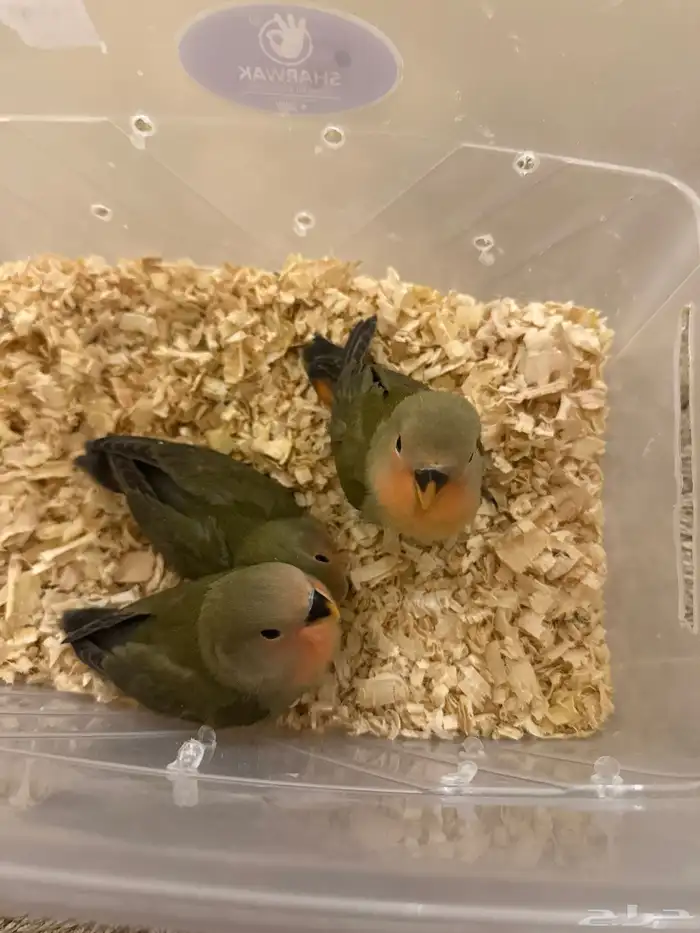 فروخ روز (( تم البيع خارج الموقع )) 0