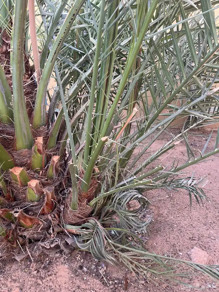 فروخ نخيل مجانا 0