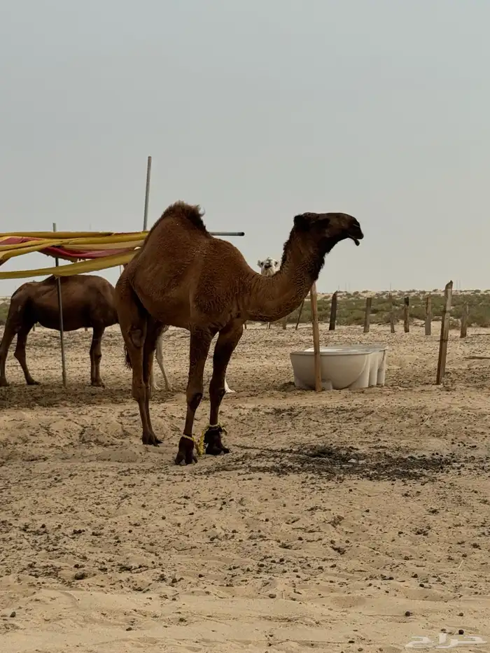 قعودمفرود ساسه دبياني الموقع طريق الرياض خلف نقطة الهزاع 1