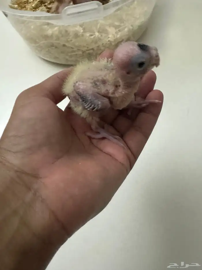 للبيع كروان غر ب 80 تم البيع 2