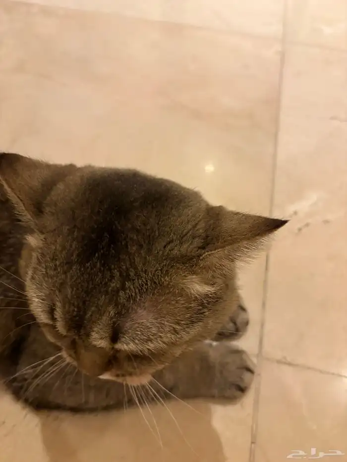 بسة سكوتش بيور للبيع مستعجل على السوم 2