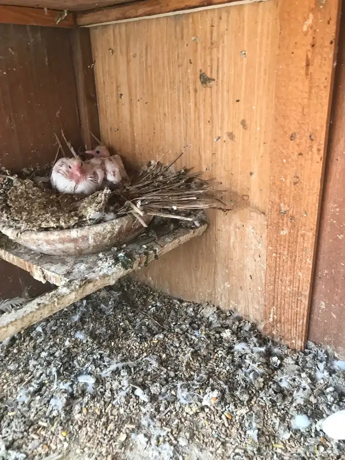 صنعاني اصيل شيبه 33