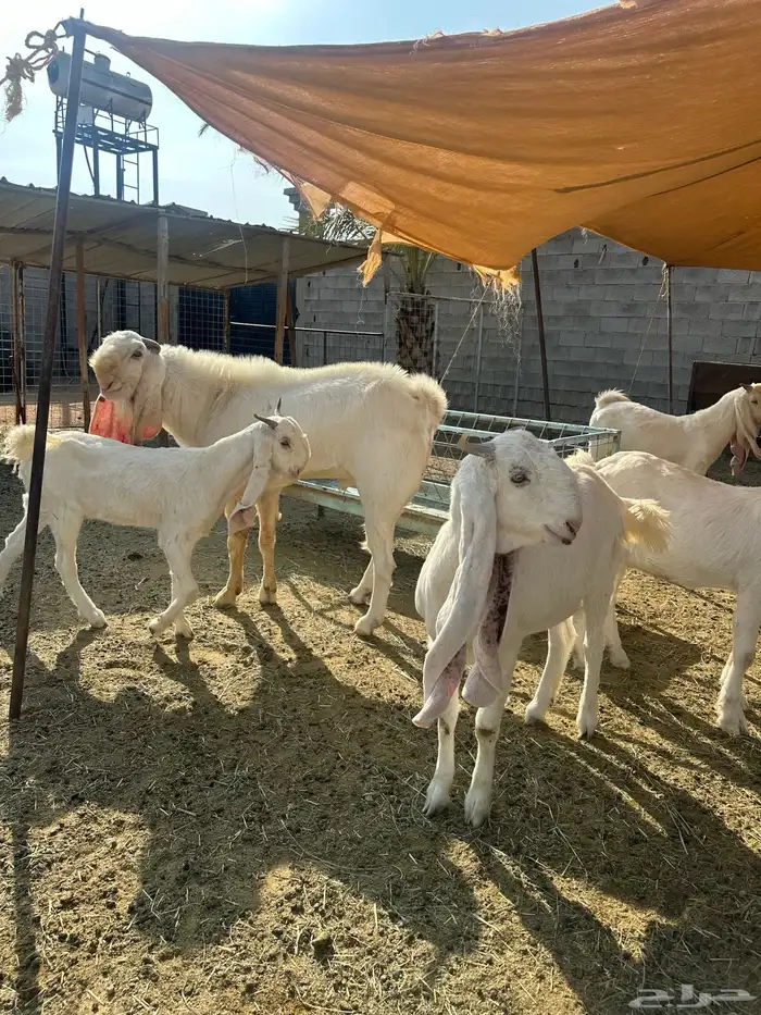 مراح معزا مطورات صنف 6