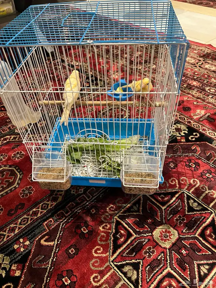 طيور كناري اعمارهن ثلاث شهور 0