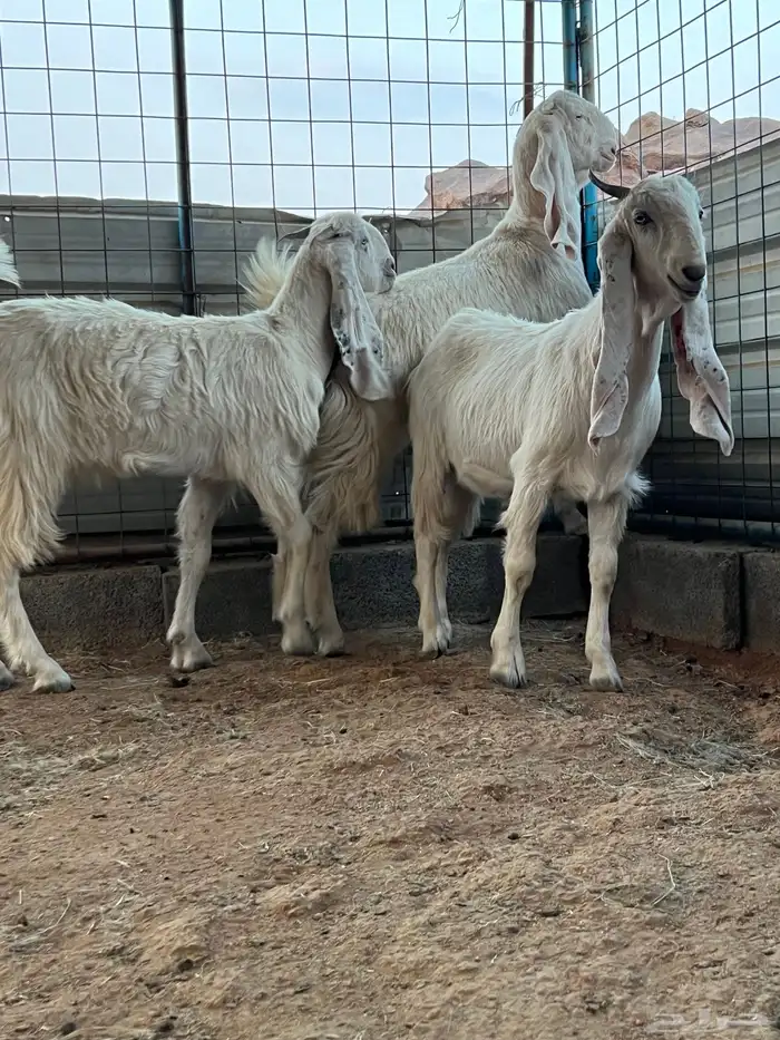 الطائف الحوية الضبط 0