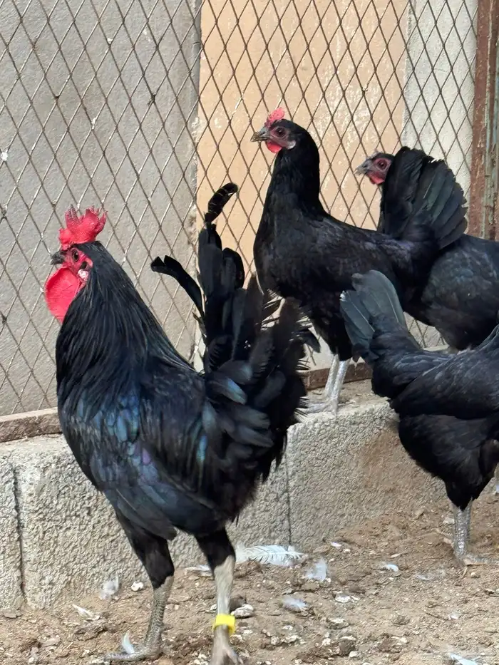 دجاج بلدي اسود صك 0