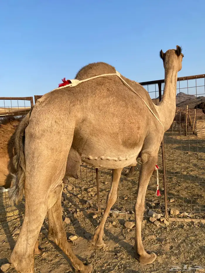 عشراء تحتها بكره ناقة حليب الحد 8300 2