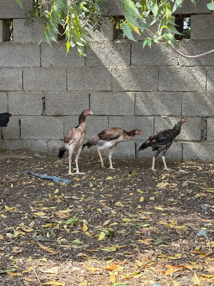 دجاج للبيع 3