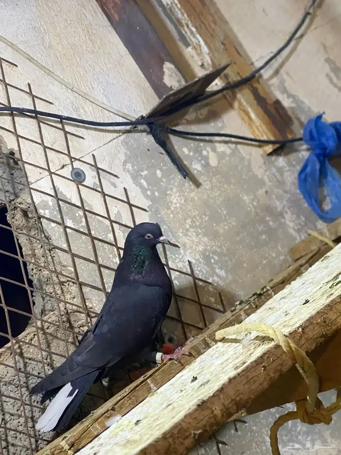 حمام قطايف 6