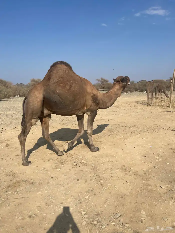 جمل احمر ادهم مشروط 5