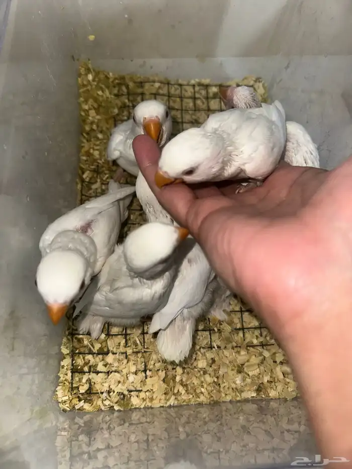 فروخ روز(البينو وبافالو) مميزه وحلوه 2