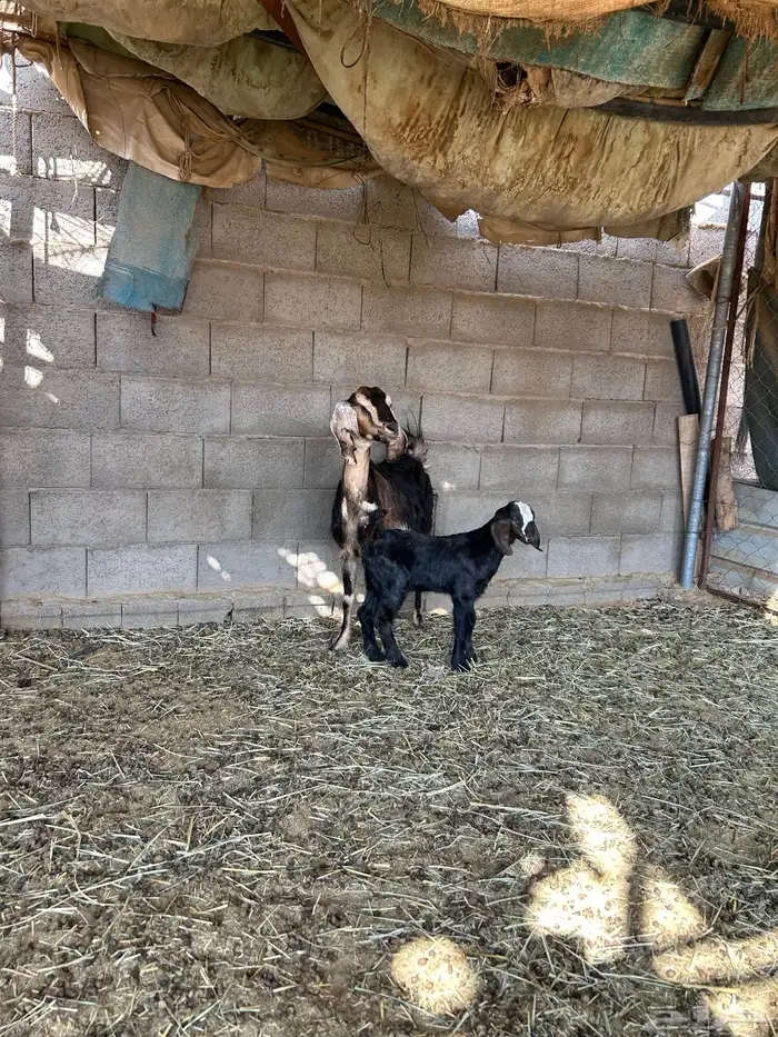 متبع عليها تيس 1