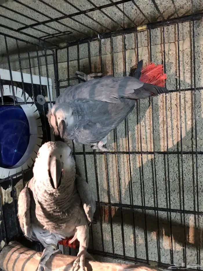 جوز كاسكو منتج 4