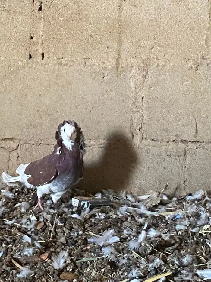 حمام بلجيكي طيب سليم من الأمراض جوزين متولف 0