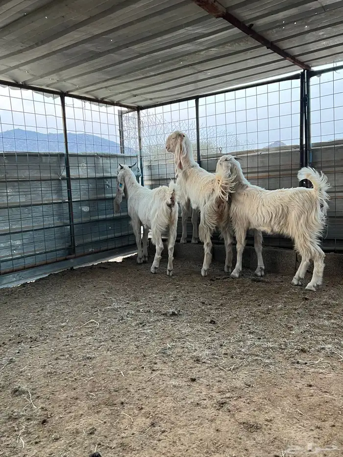 الطائف الحوية الضبط 4