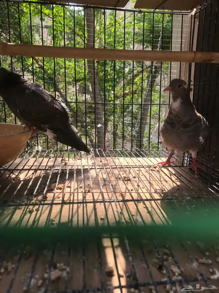 صنعاني اصيل شيبه 14