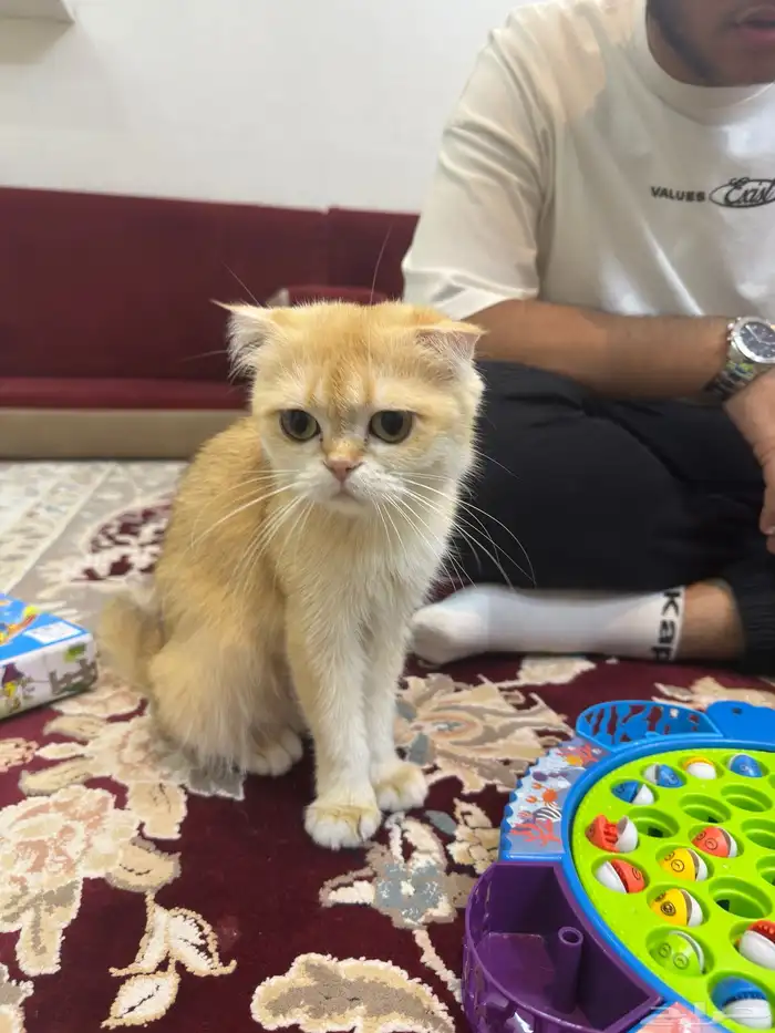 قطة وقط سكوتش 9