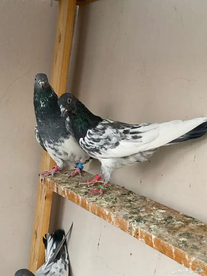 حمام باكستاني(((تمم البيع)) 0