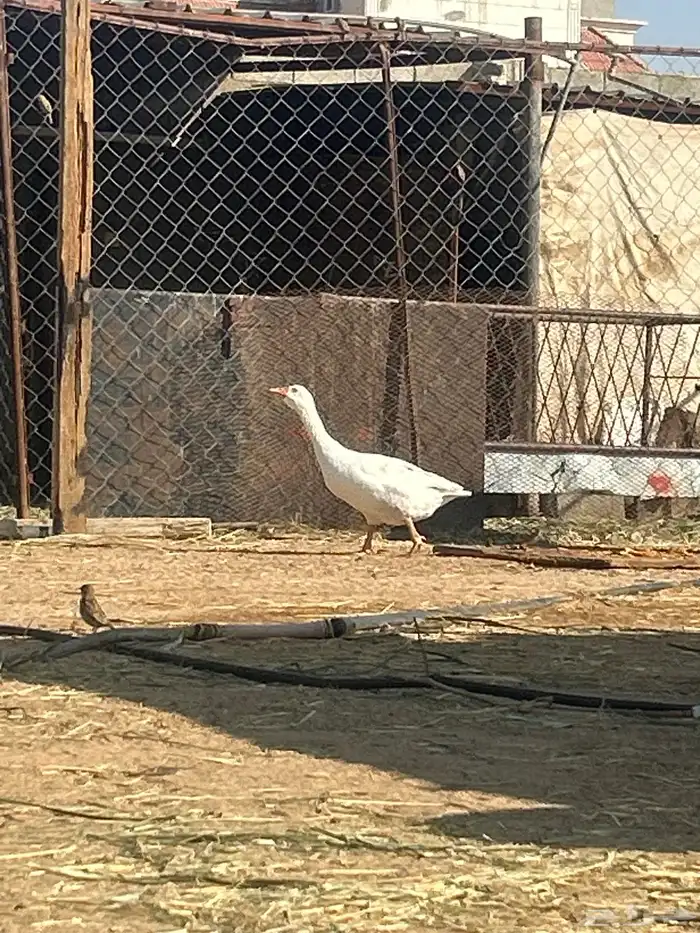 وز للبيع ذكر ونثى 0